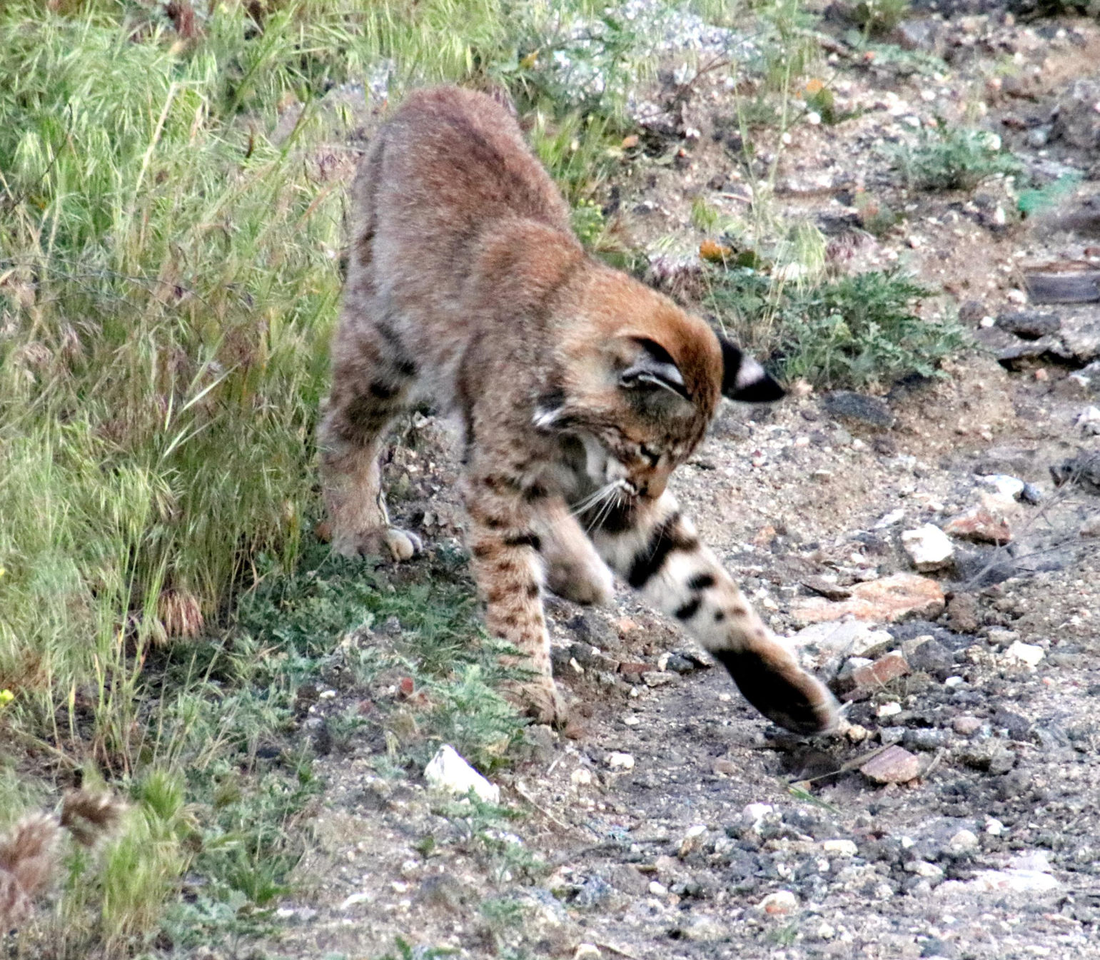 Pen in Hand #1510 - Bobcat and Mouse 2.JPG